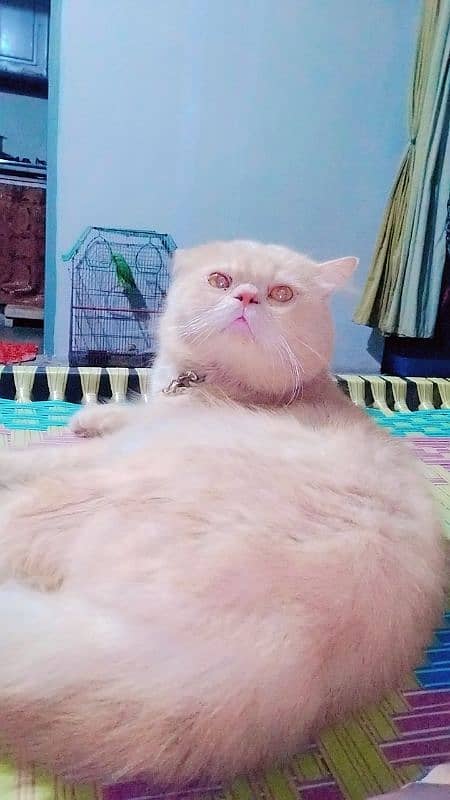 Pure Persian male cat for metting not for sale 1