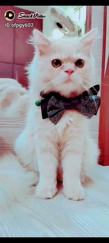 Pure Persian male cat for metting not for sale 2