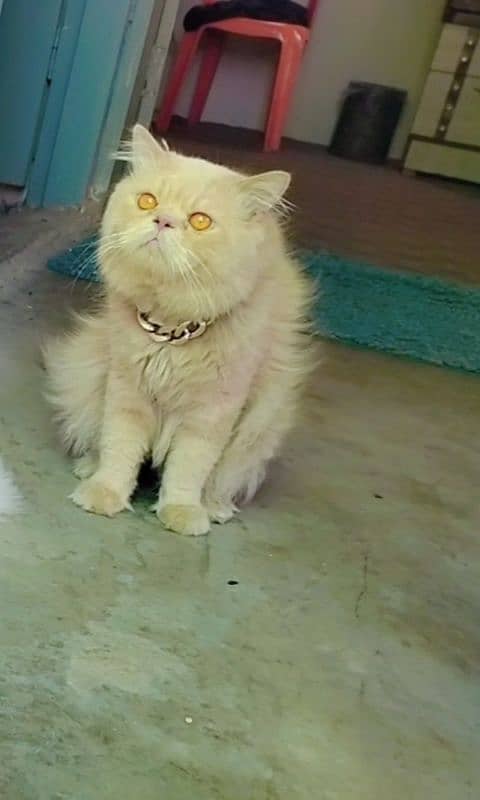 Pure Persian male cat for metting not for sale 5