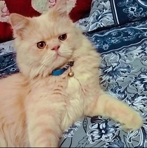 Pure Persian male cat for metting not for sale 6