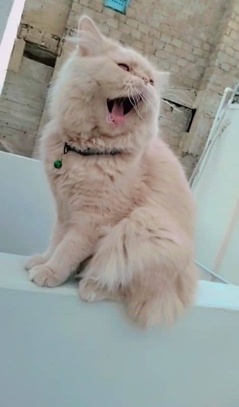 Pure Persian male cat for metting not for sale 7