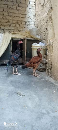 Aseel pair for sale