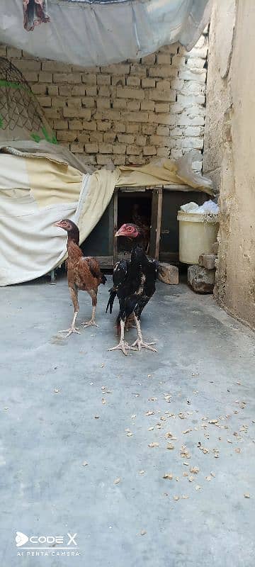 Aseel pair for sale 1