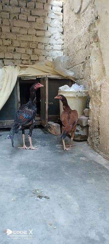 Aseel pair for sale 2