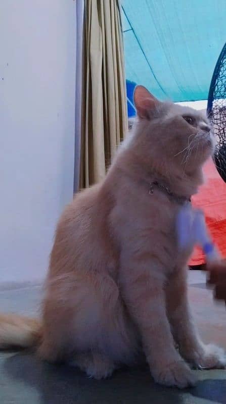 Pure Persian male cat for metting not for sale 8