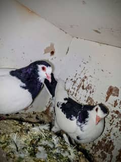 pigeon/Fancy Pigeon/Multani Breed