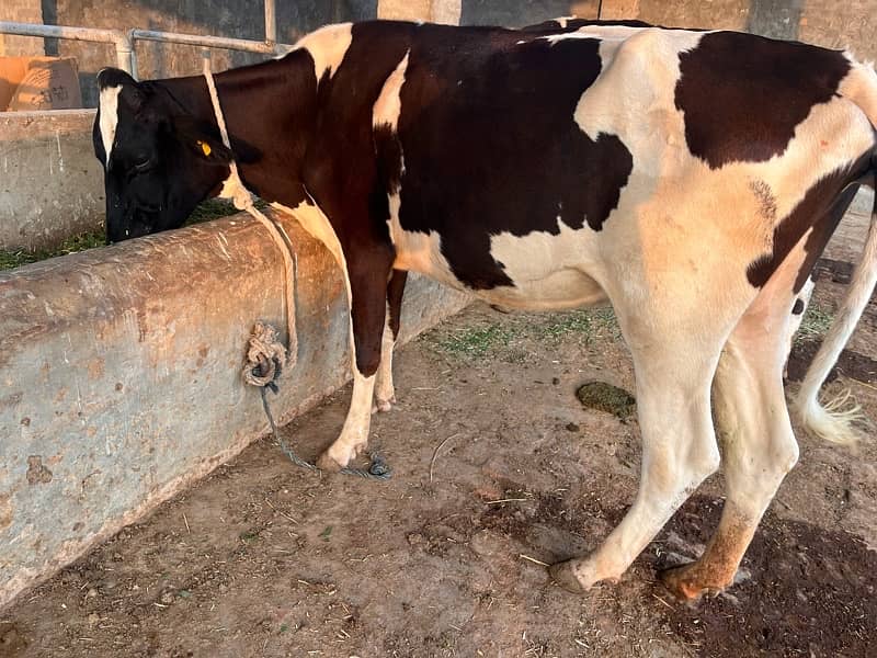 PREGNANT HEIFER FOR SALE 0