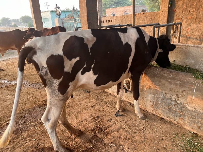 PREGNANT HEIFER FOR SALE 14