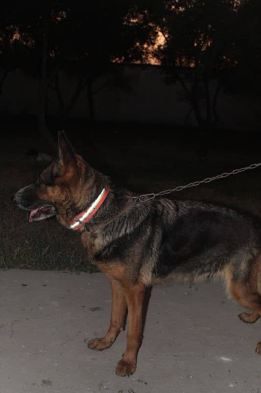 German Shepherd female Available for sale 1