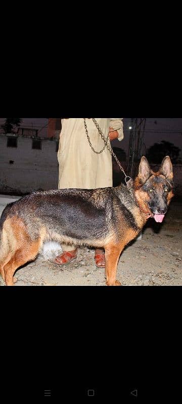 German Shepherd female Available for sale 2