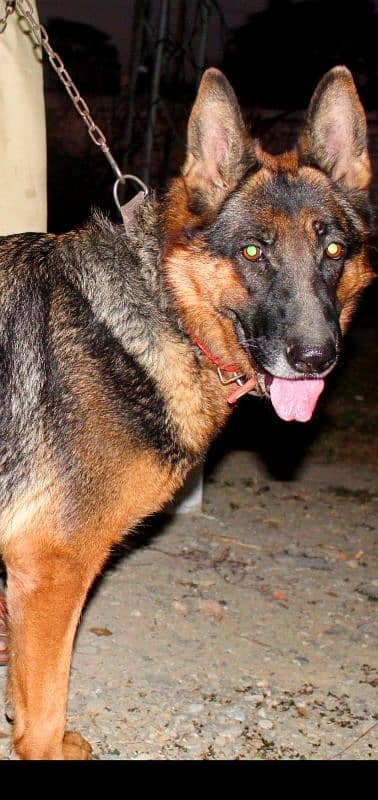 German Shepherd female Available for sale 3