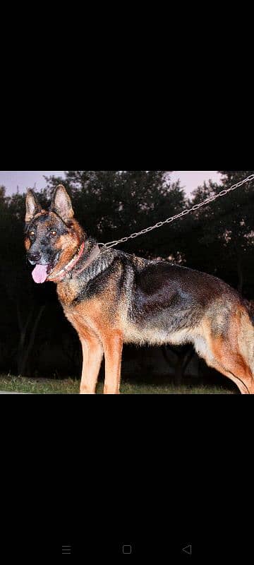 German Shepherd female Available for sale 4