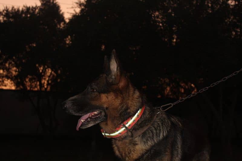 German Shepherd female Available for sale 6