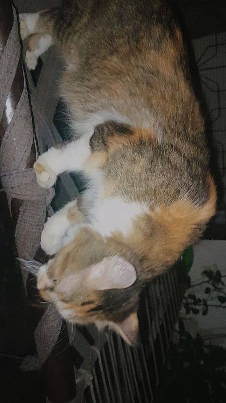 Calico Colour breeder female with kittens 0