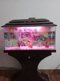 fish Aquarium