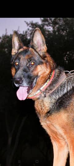 German Shepherd female Available for sale