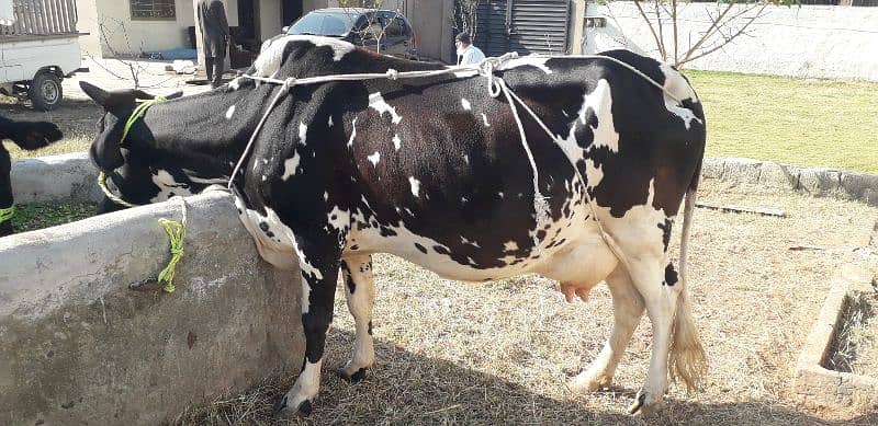 Cholistani Cross Cow 0