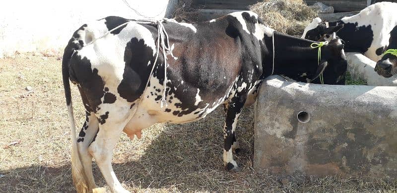 Cholistani Cross Cow 1