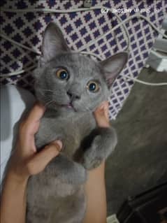 Turkish loving cat with osm grey colour liter trained