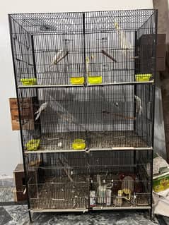 Cage with 3 cockatiel pairs for sale with all accessories total setup