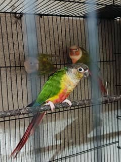 Greenchick breeder pair for sale