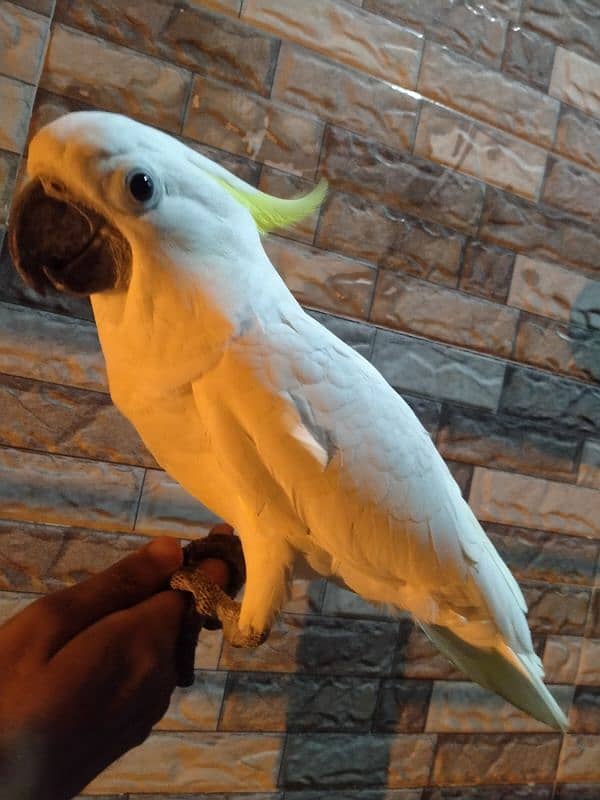 Triton cockato tamed 03156376925 1