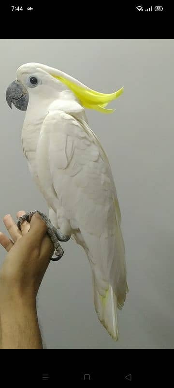 Triton cockato tamed 03156376925 3