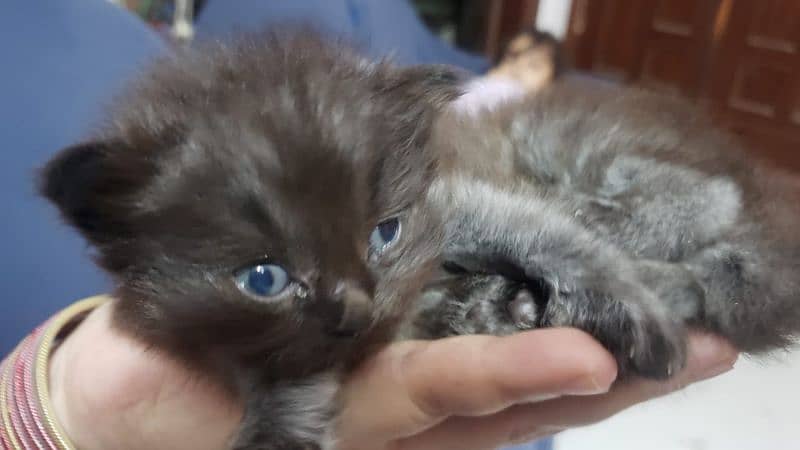 selling kitten 0