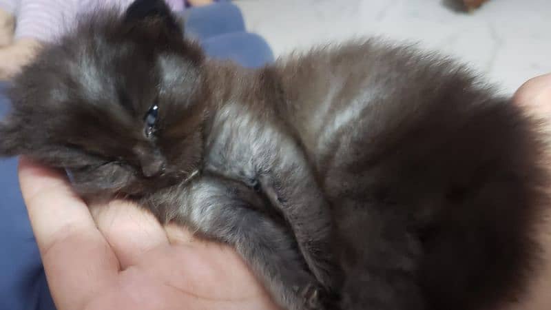 selling kitten 3