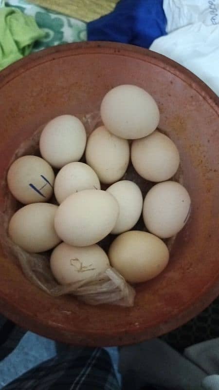 Aseel eggs Available hera eggs be only call 03004927357 0