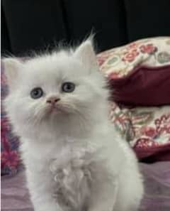 persian kitten for sale in wah cantt