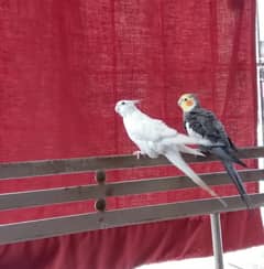 Cockatiel breeding pair for Sale !