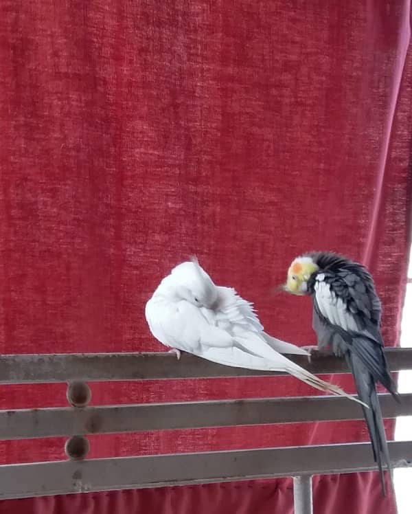 Cockatiel breeding pair for Sale ! 1