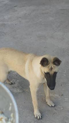 Supreme Quality Female Belgian Malinois Puppy/ Belgian puppies /K9 dog