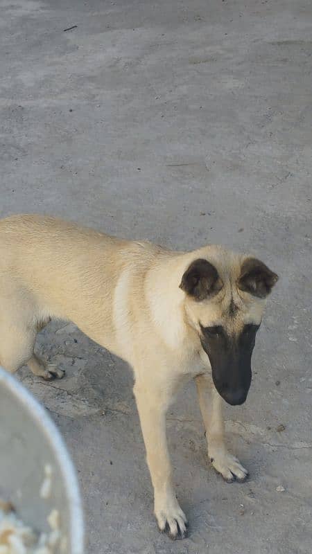 Supreme Quality Female Belgian Malinois Puppy/ Belgian puppies /K9 dog 0