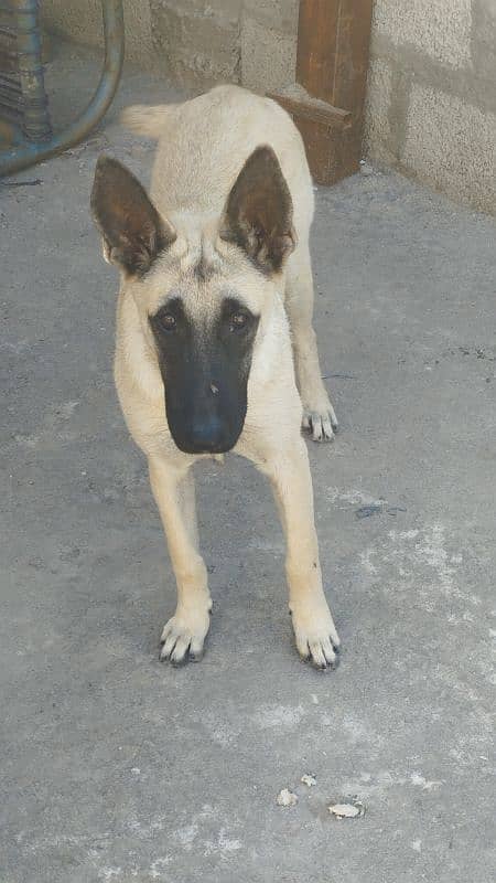 Supreme Quality Female Belgian Malinois Puppy/ Belgian puppies /K9 dog 1