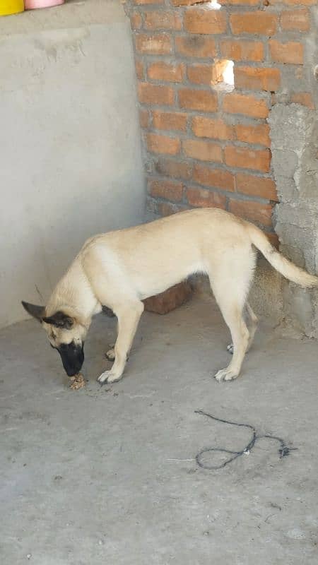 Supreme Quality Female Belgian Malinois Puppy/ Belgian puppies /K9 dog 4