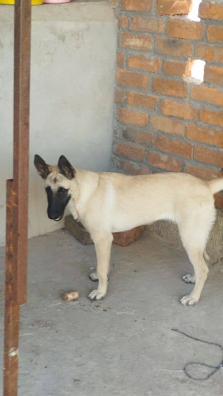 Supreme Quality Female Belgian Malinois Puppy/ Belgian puppies /K9 dog 5