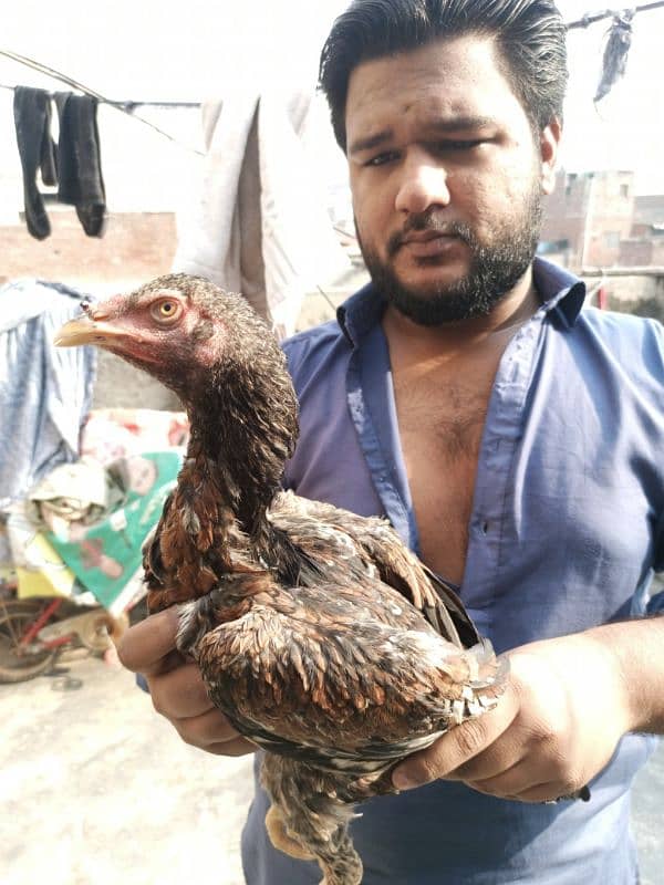 mianwali Aseel / Assel / hens for sale 0