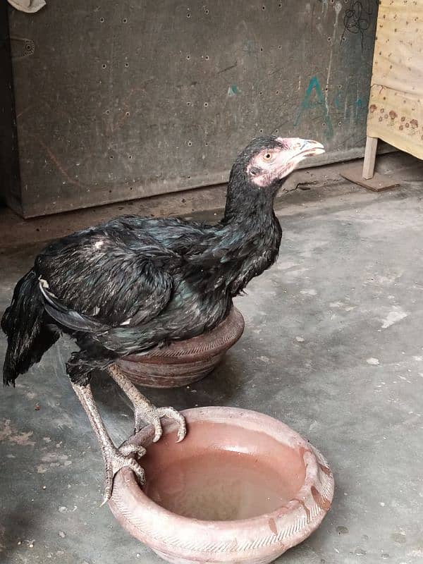 mianwali Aseel / Assel / hens for sale 1