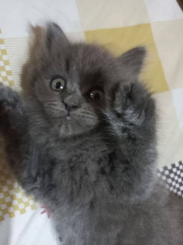 Persian Grey Cat 0