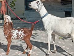 Desi mix bakri for sale