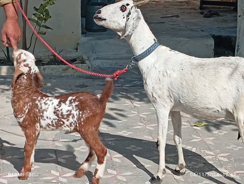 Desi mix bakri for sale 0