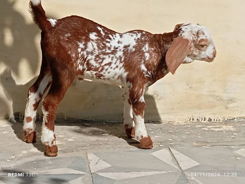 Desi mix bakri for sale 1