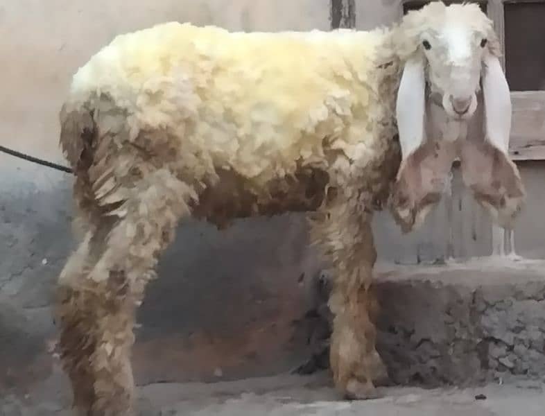 kajla sheep/BAkra 0