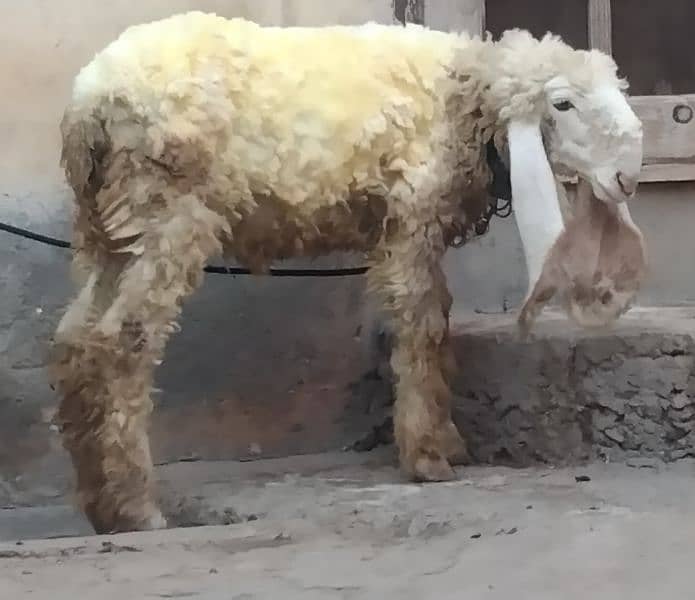 kajla sheep/BAkra 1