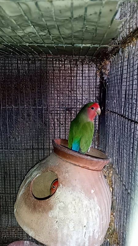 cocktail, lovebirds, for sale 4