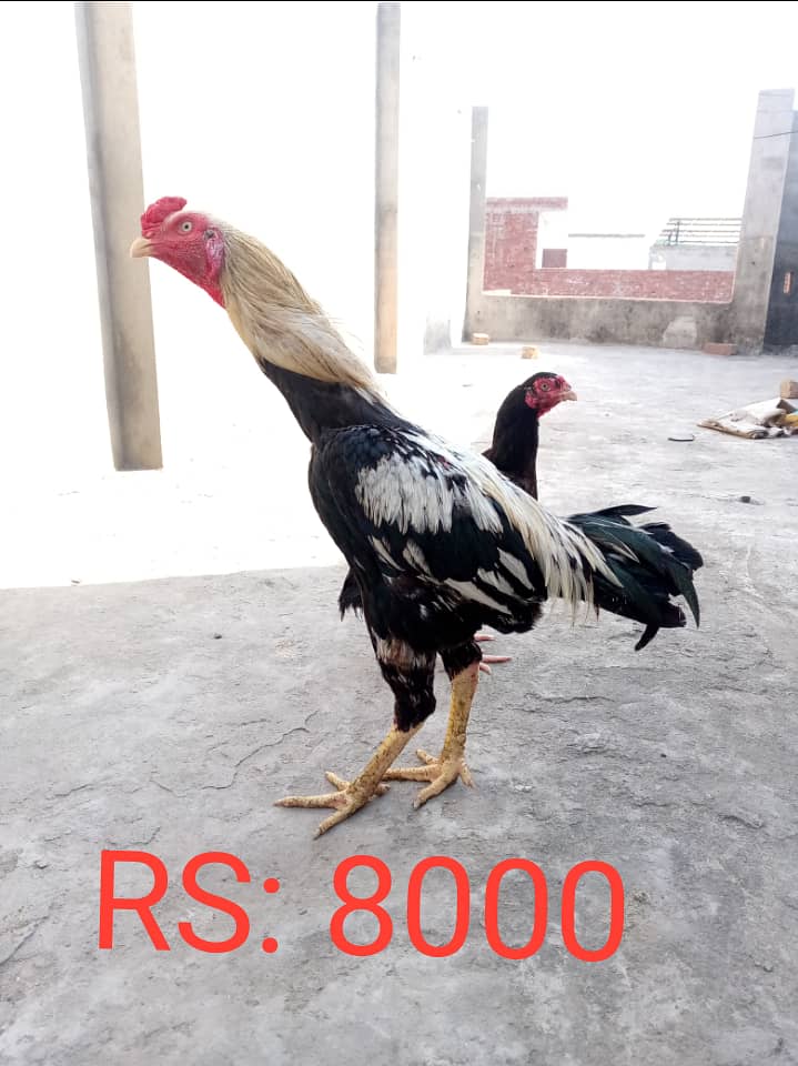 Aseel pair and chicks for sale 0