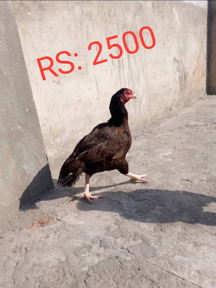 Aseel pair and chicks for sale 1