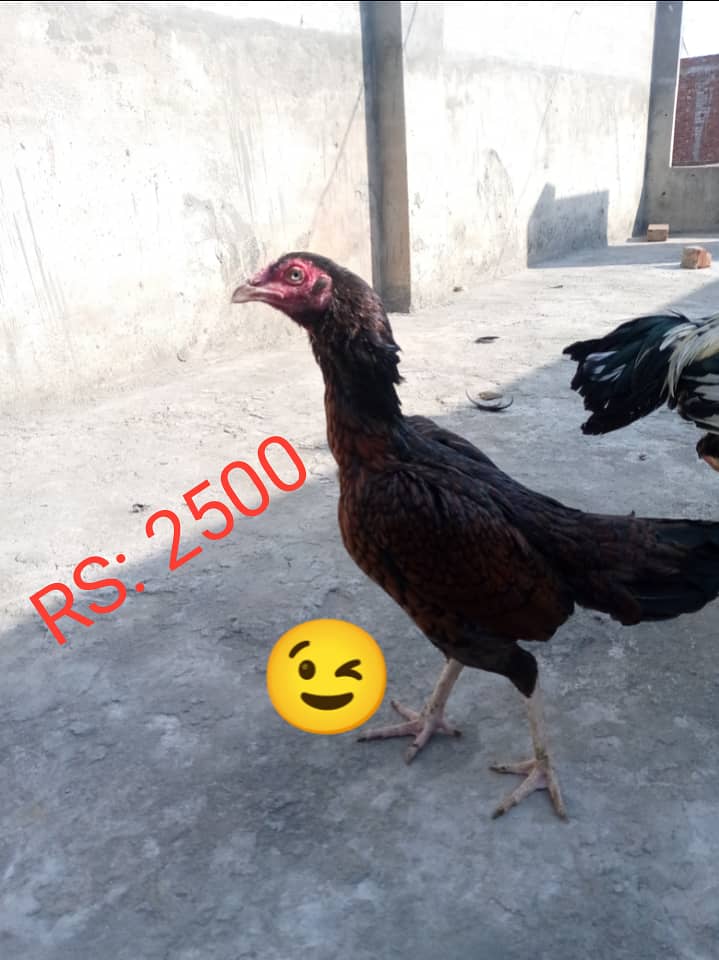 Aseel pair and chicks for sale 2